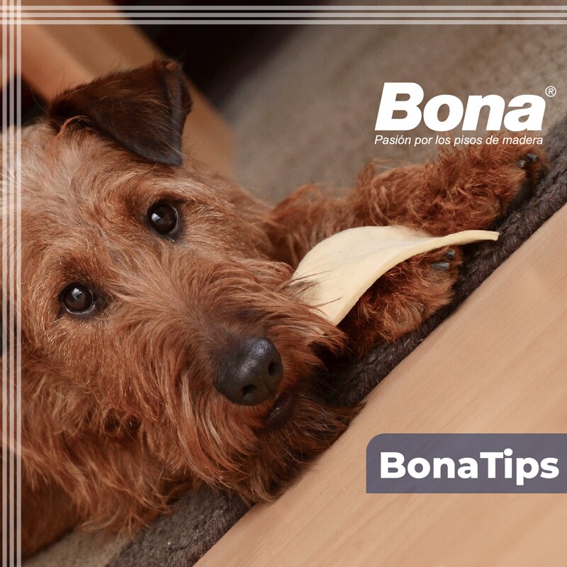 Por qué Bona es el mejor aliado para limpiar la suciedad que deja tu mascota